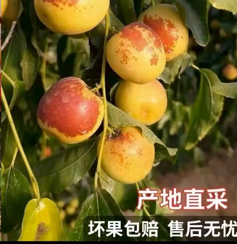 山东沾化冬枣大量上市/精品冬枣脆甜可口对接全国量大优惠