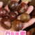 辽宁丹东新鲜菜板栗，日发万单，支持各平台一件代发对接