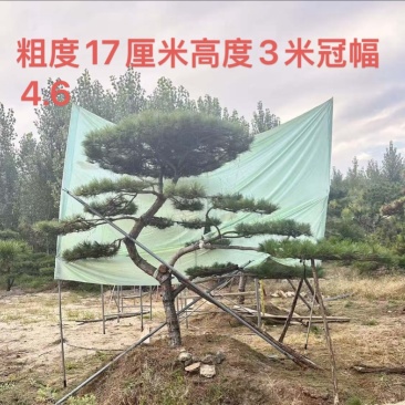 庭院斜飘过门松，山东莱芜造型松一棵也是批发价