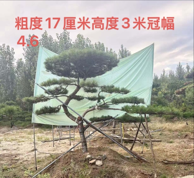 庭院斜飘过门松，山东莱芜造型松一棵也是批发价