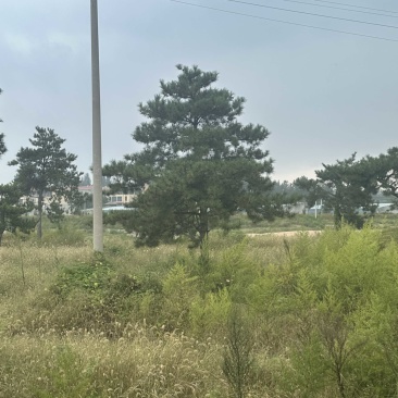 山东济南大田油松黑松大量供应2-3米定植苗