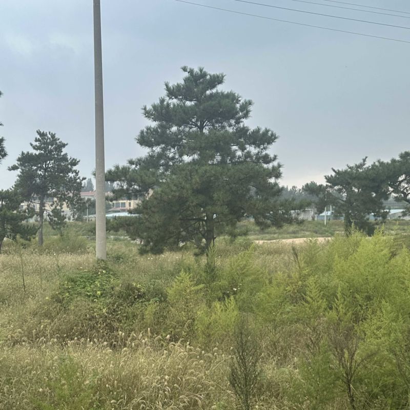 山东济南大田油松黑松大量供应2-3米定植苗