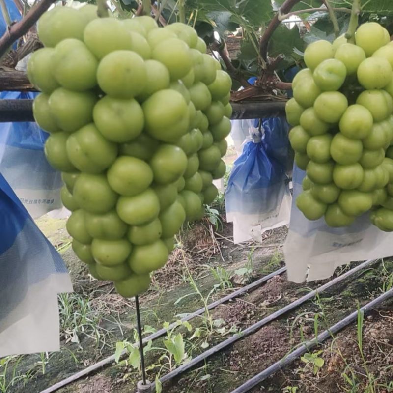 阳光玫瑰，大串型，大颗粒