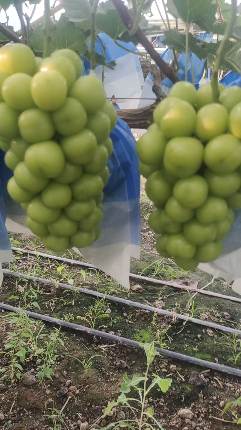 阳光玫瑰，大串型，大颗粒