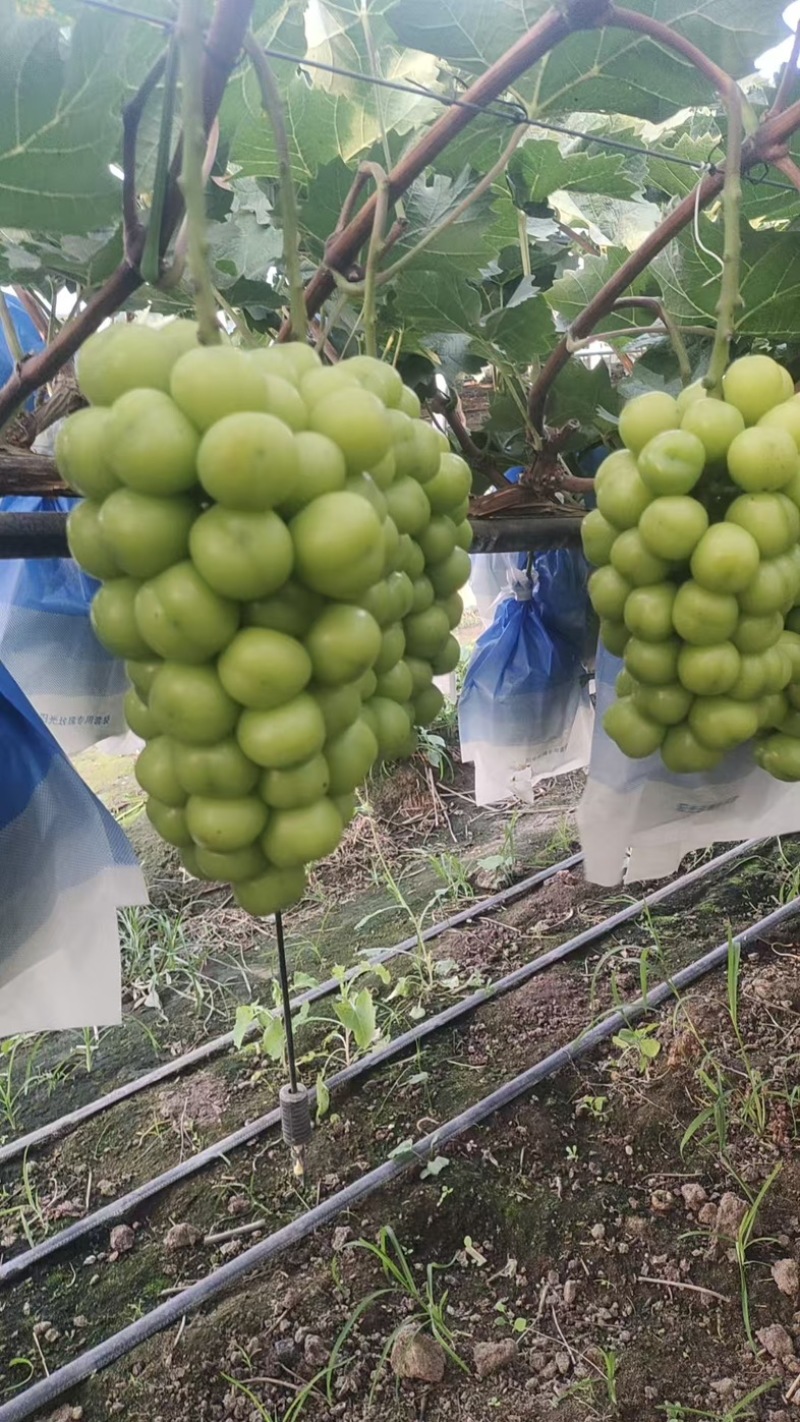 阳光玫瑰，大串型，大颗粒