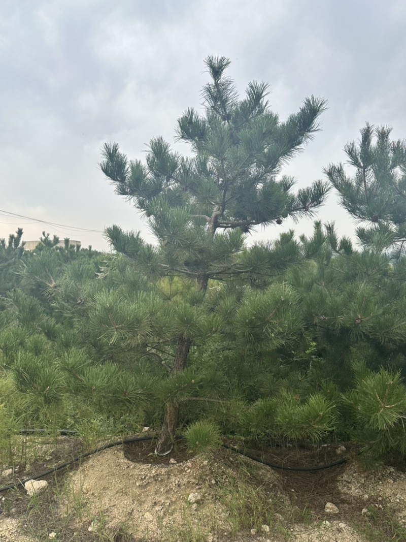 山东济南大田油松黑松大量供应2-3米定植苗