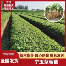 草莓苗大叶宁玉苗脱毒生产苗精心繁育根系发达基地直发