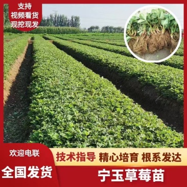 草莓苗大叶宁玉苗脱毒生产苗精心繁育根系发达基地直发