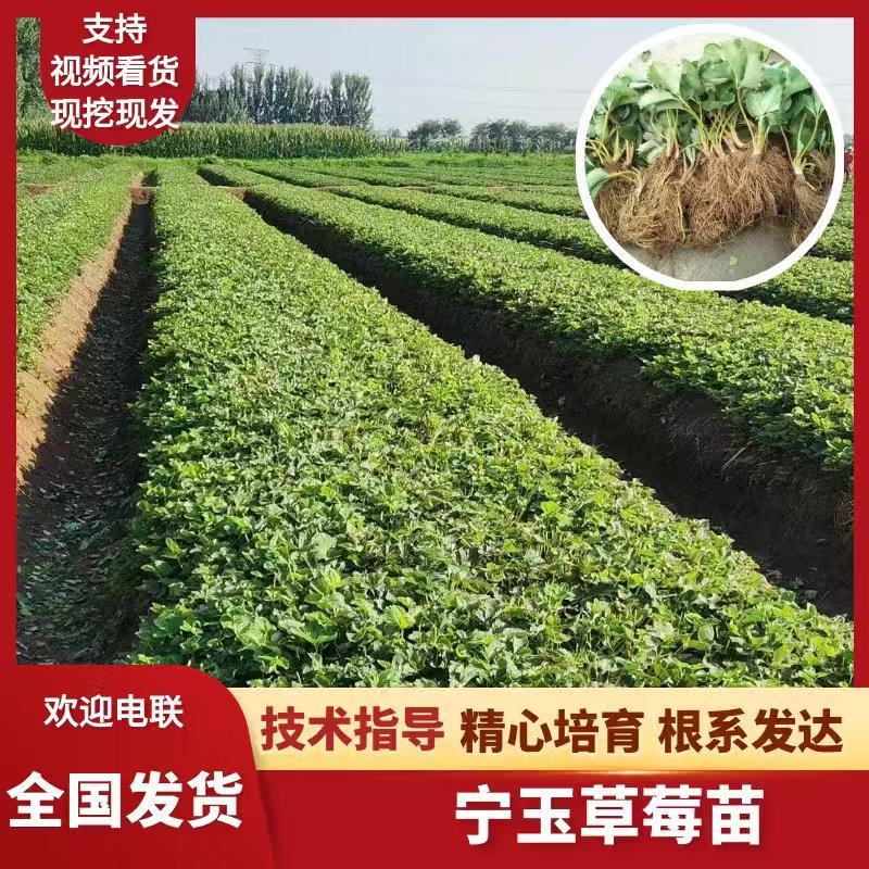 草莓苗大叶宁玉苗脱毒生产苗精心繁育根系发达基地直发
