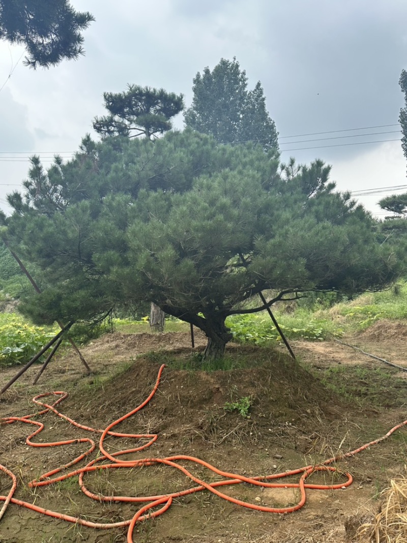 山东济南大田油松黑松大量供应2-3米定植苗