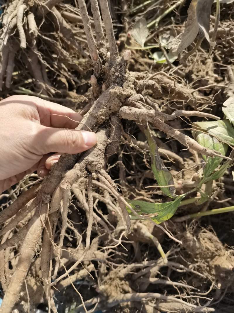 供应优质山东航天白芍苗赤芍苗，繁育基地直供。