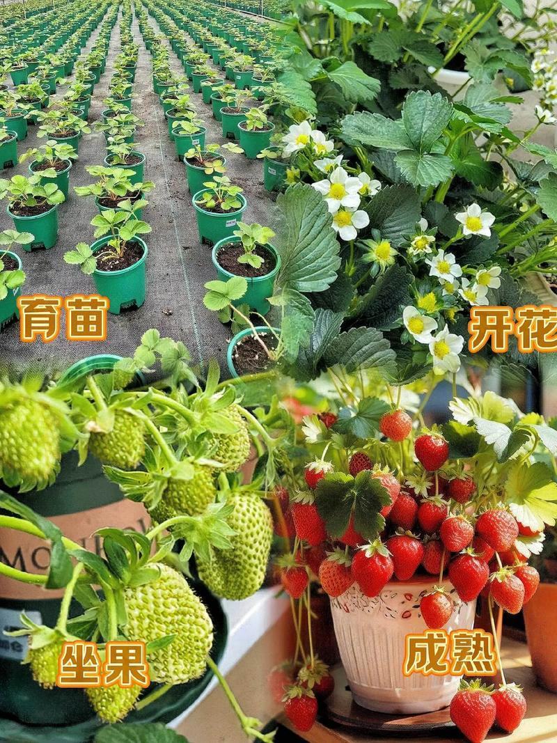 草莓苗大叶宁玉苗脱毒生产苗精心繁育根系发达基地直发