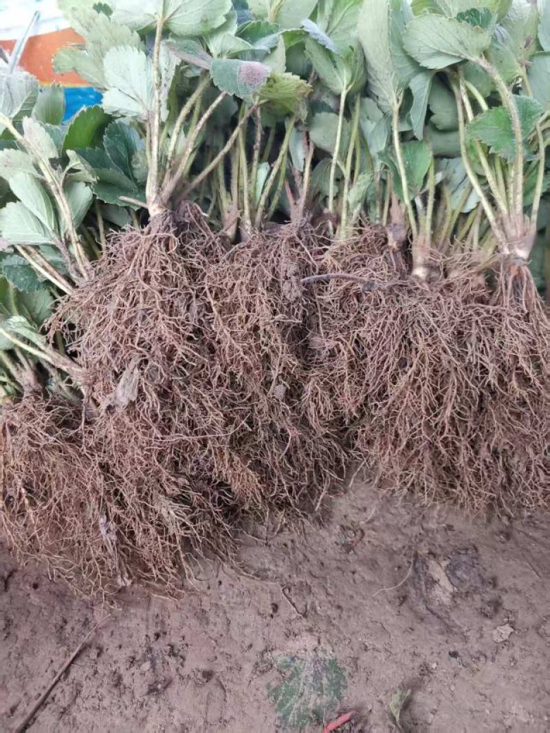 草莓苗大叶宁玉苗脱毒生产苗精心繁育根系发达基地直发