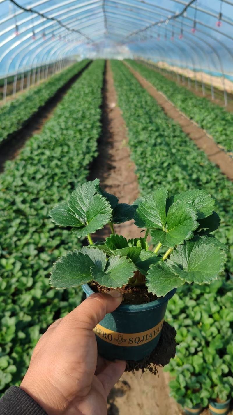 草莓苗大叶宁玉苗脱毒生产苗精心繁育根系发达基地直发