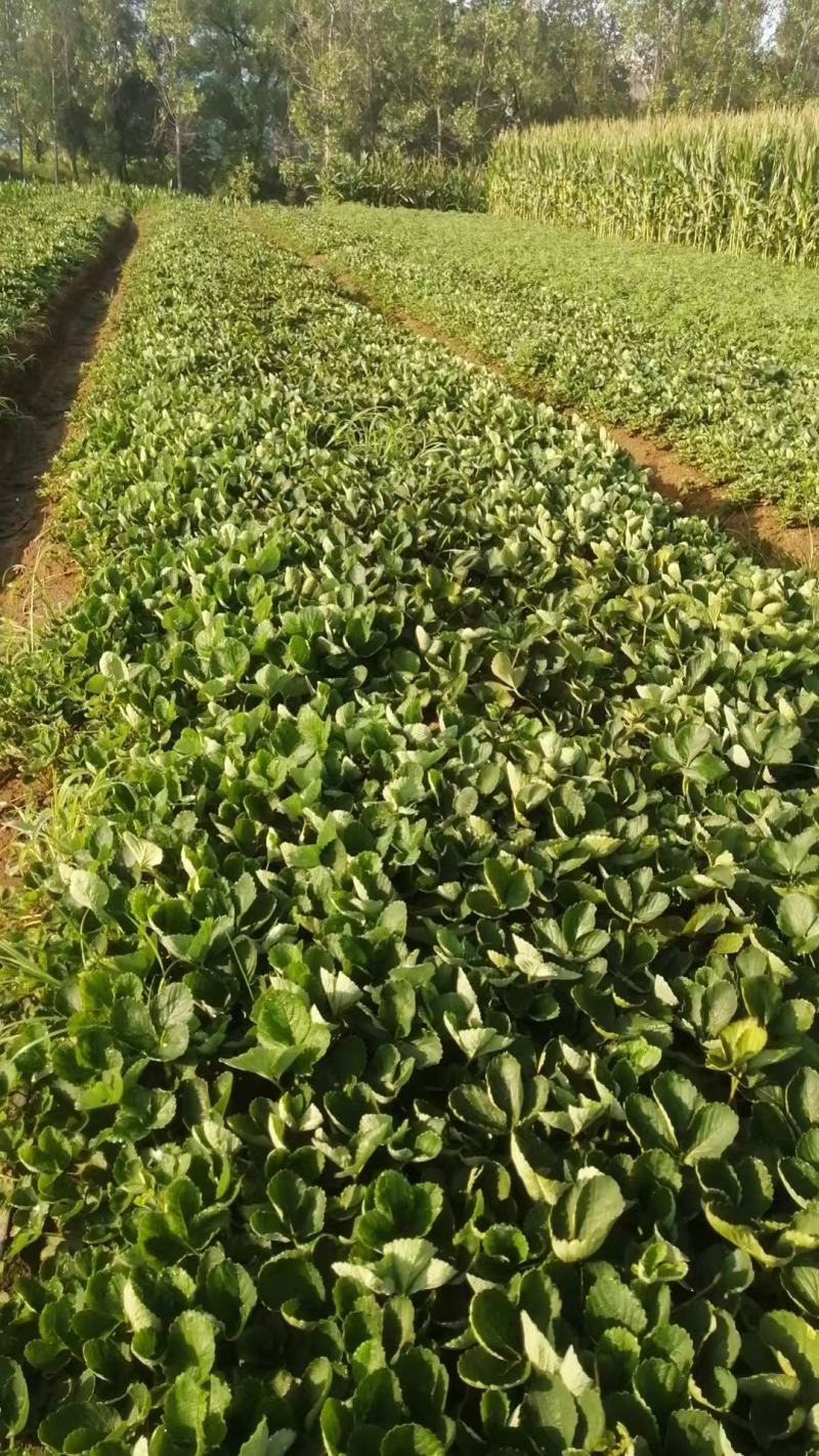 草莓苗大叶宁玉苗脱毒生产苗精心繁育根系发达基地直发