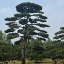 山东济南大高个造型松造型黑松造型油松迎客松