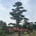 山东济南大高个造型松造型黑松造型油松迎客松