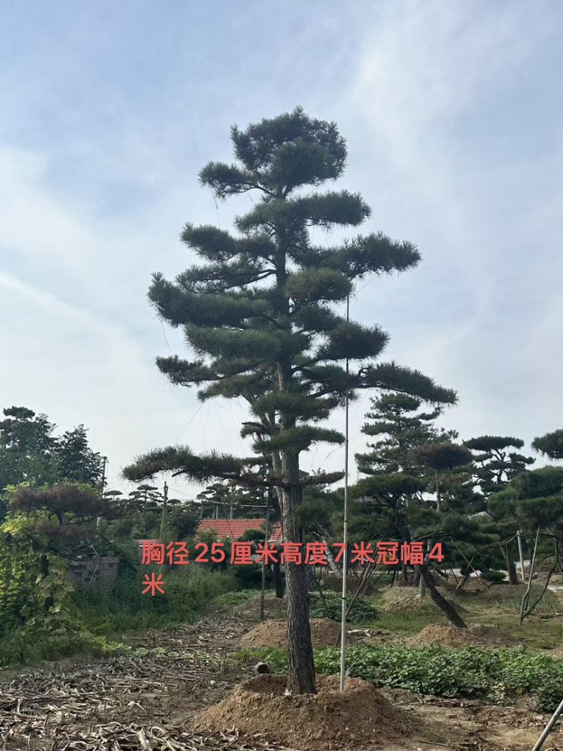 山东济南大高个造型松造型黑松造型油松迎客松