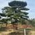 山东济南大高个造型松造型黑松造型油松迎客松