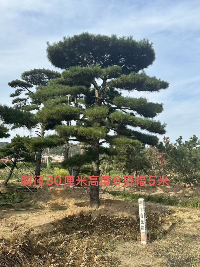 山东济南大高个造型松造型黑松造型油松迎客松