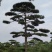 山东济南大高个造型松造型黑松造型油松迎客松