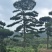 山东济南大高个造型松造型黑松造型油松迎客松