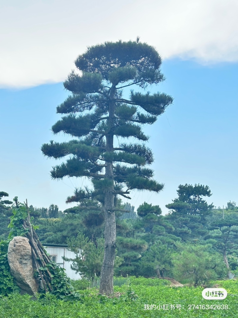 山东济南大高个造型松造型黑松造型油松迎客松