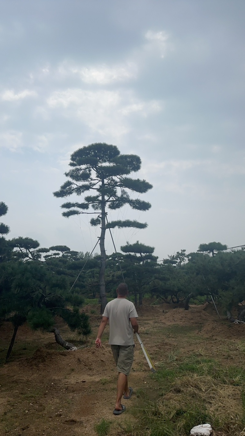 山东济南大高个造型松造型黑松造型油松迎客松