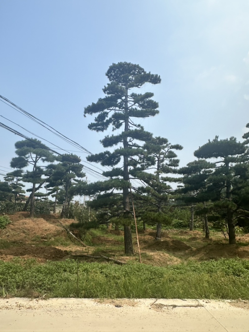 山东济南大高个造型松造型黑松造型油松迎客松