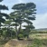 山东济南大高个造型松造型黑松造型油松迎客松