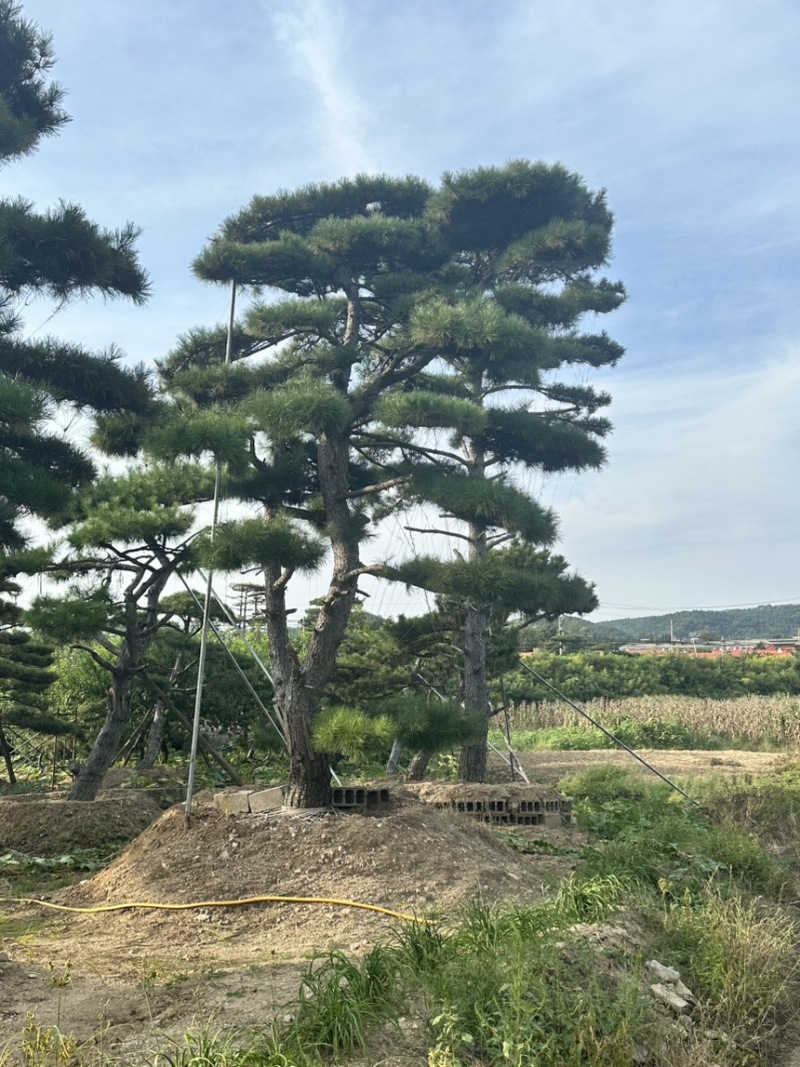 山东济南大高个造型松造型黑松造型油松迎客松