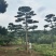 山东济南大高个造型松造型黑松造型油松迎客松