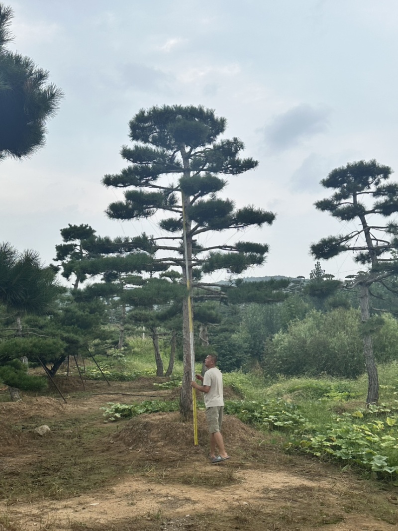 山东济南大高个造型松造型黑松造型油松迎客松