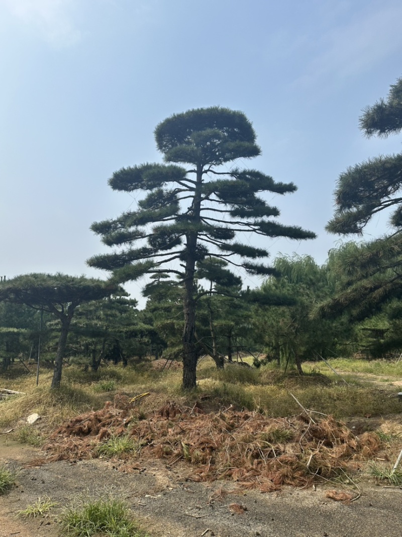 山东济南大高个造型松造型黑松造型油松迎客松
