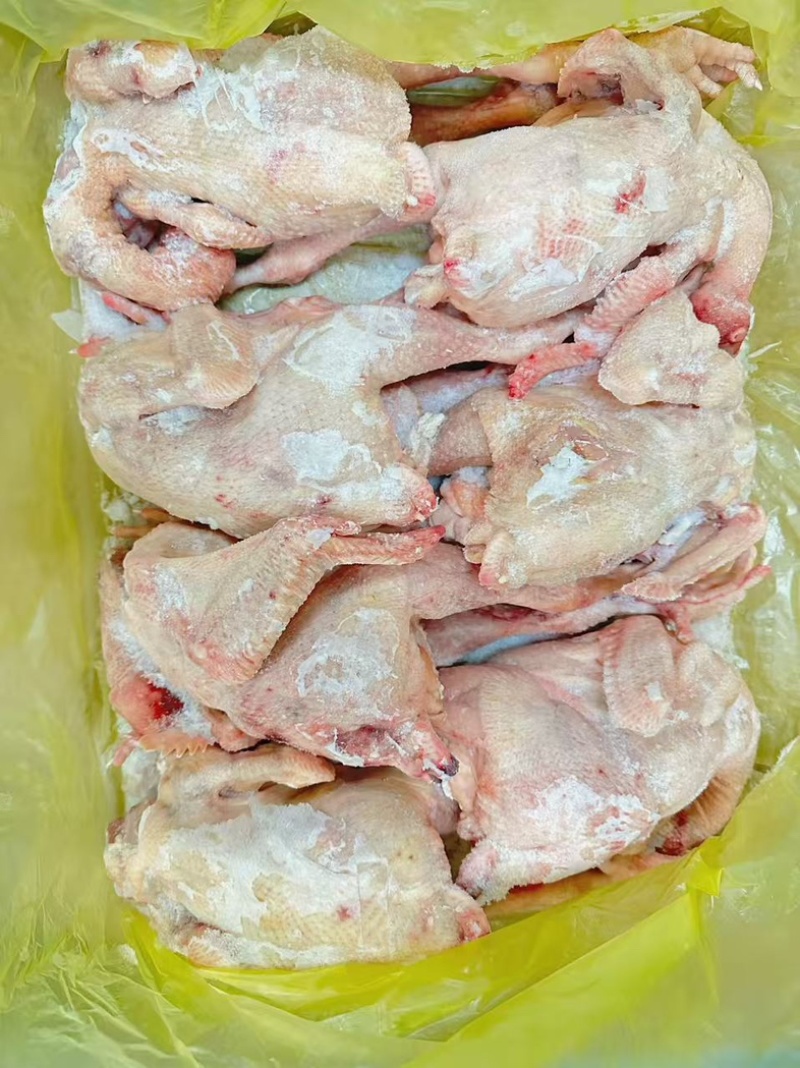 二级三黄鸡