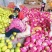 【实力】湖北红心柚产地直发品质保证欢迎来电咨询