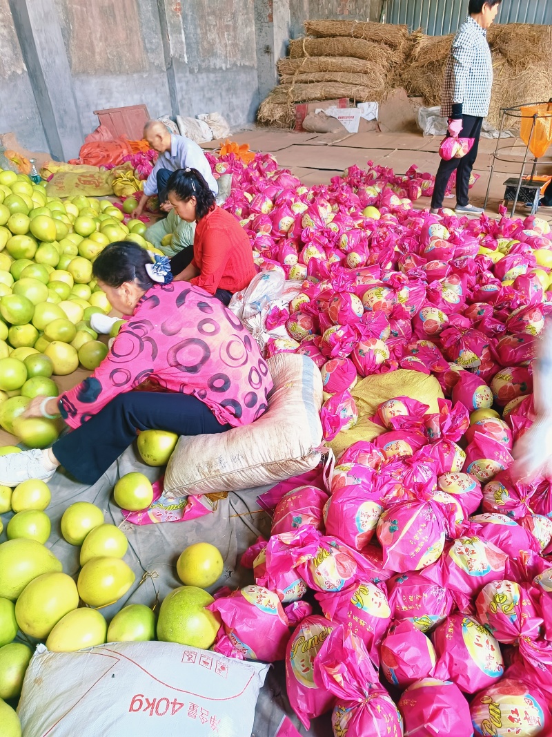 【实力】湖北红心柚产地直发品质保证欢迎来电咨询