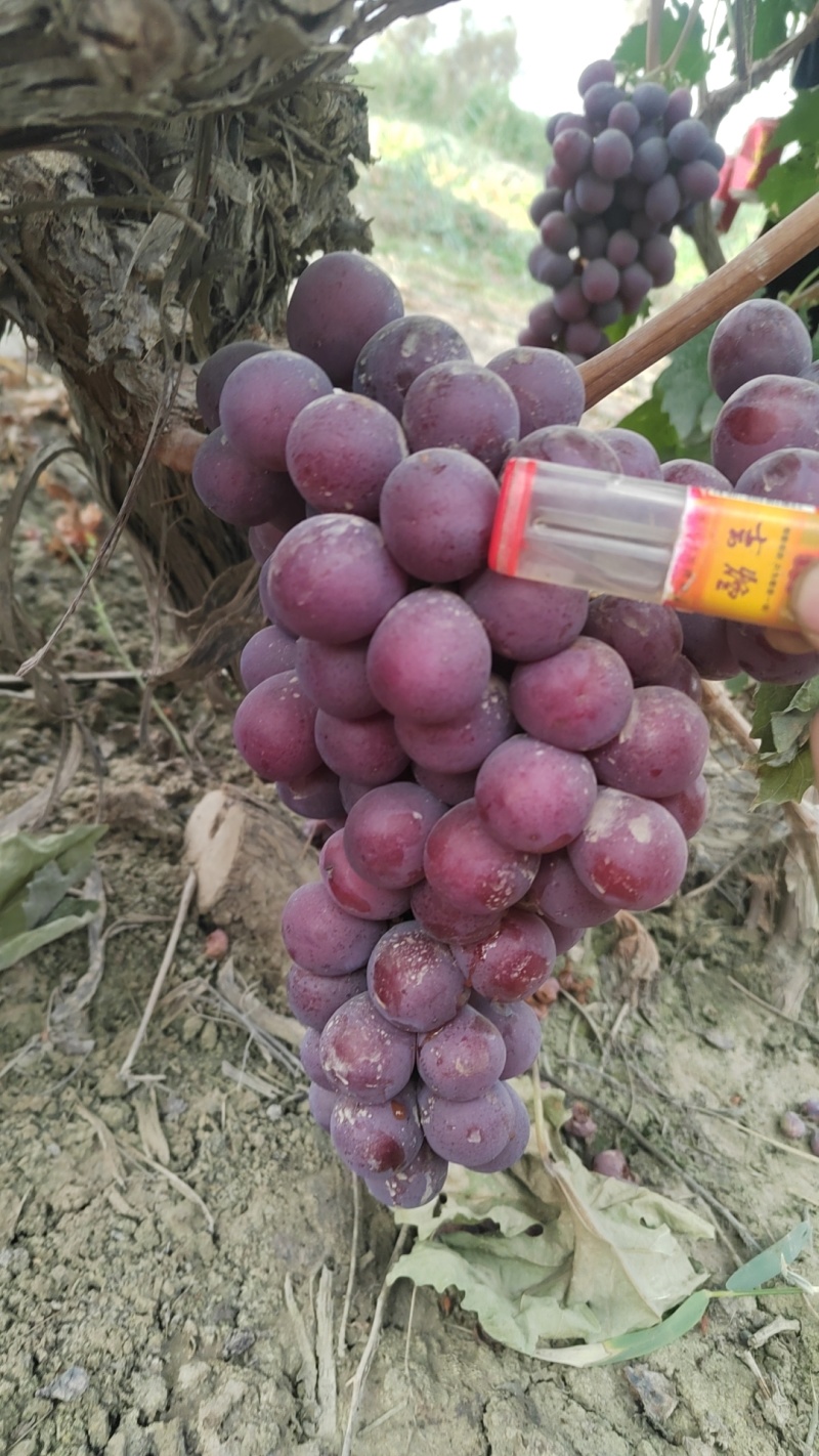新疆阿克苏红提