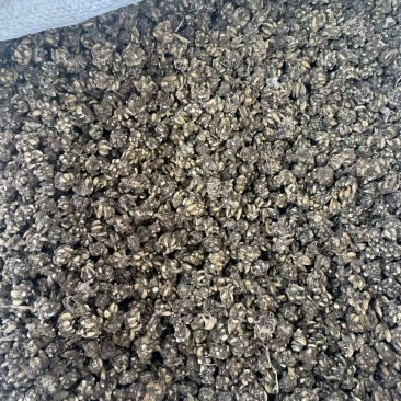 黄皮精品猫爪草