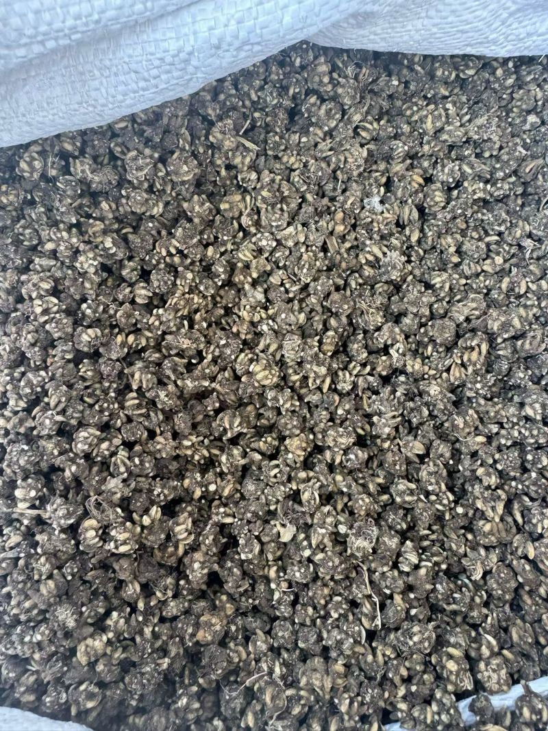 黄皮精品猫爪草