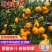 《广西蜜橘》南丰蜜橘/产地货源/价格便宜/欢迎来电采购