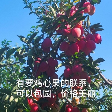 鸡心果大量出售上市请认准张艳秋果园诚信经营，期待您的到来