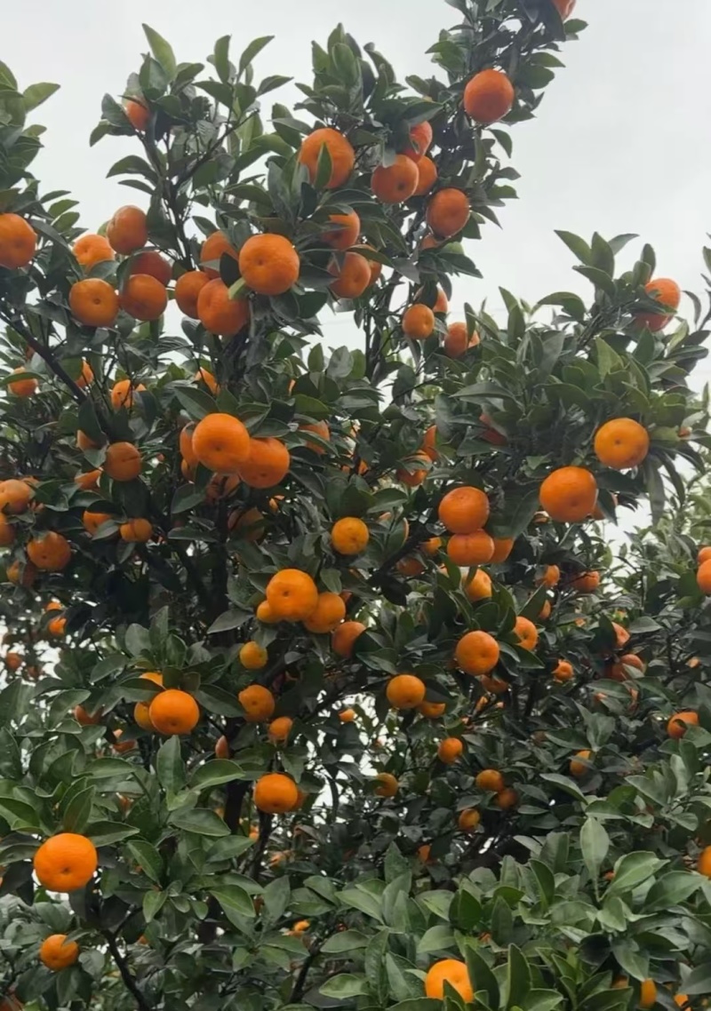 《广西蜜橘》南丰蜜橘/产地货源/价格便宜/欢迎来电采购