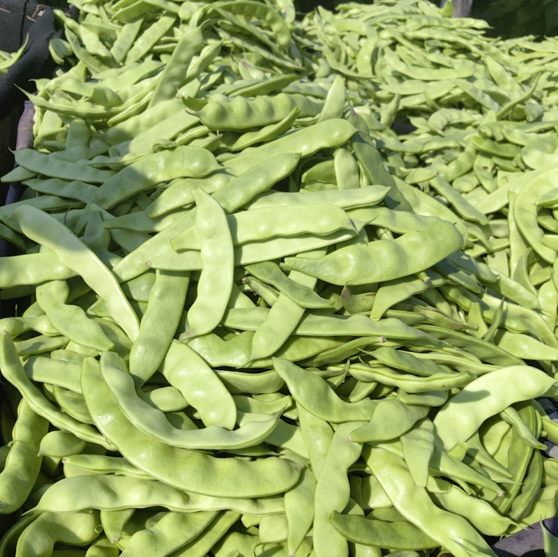 东北油豆角一点红九月青红金勾油豆一件代发电商市场空运可以