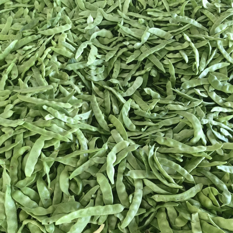 东北油豆角一点红九月青红金勾油豆一件代发电商市场空运可以