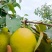 精品雪花梨开园，皮薄汁多，价格美丽，欢迎老板们采购