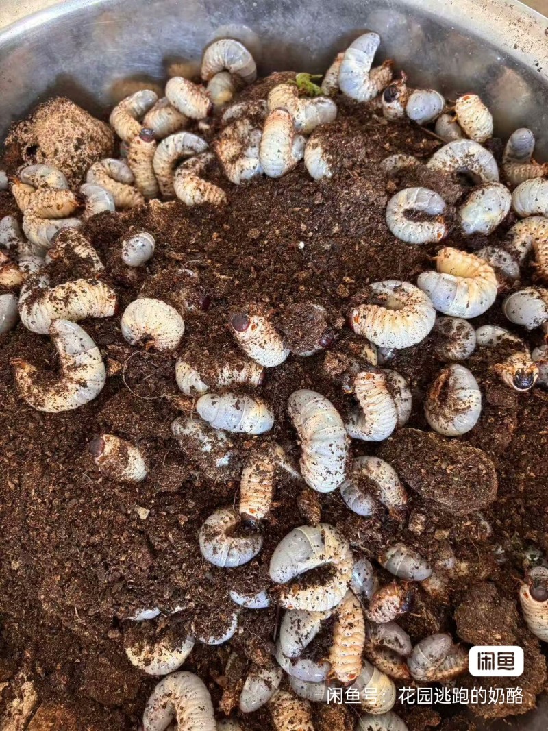 独角仙3龄幼虫大量有货，一手货源，场地直发