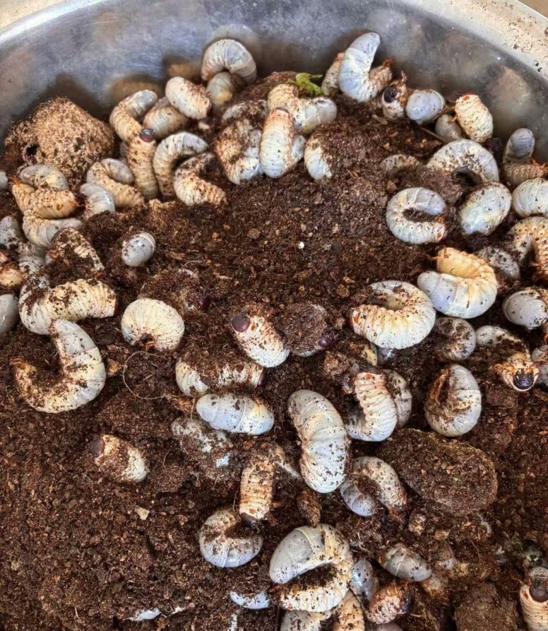 独角仙3龄幼虫大量有货，一手货源，场地直发