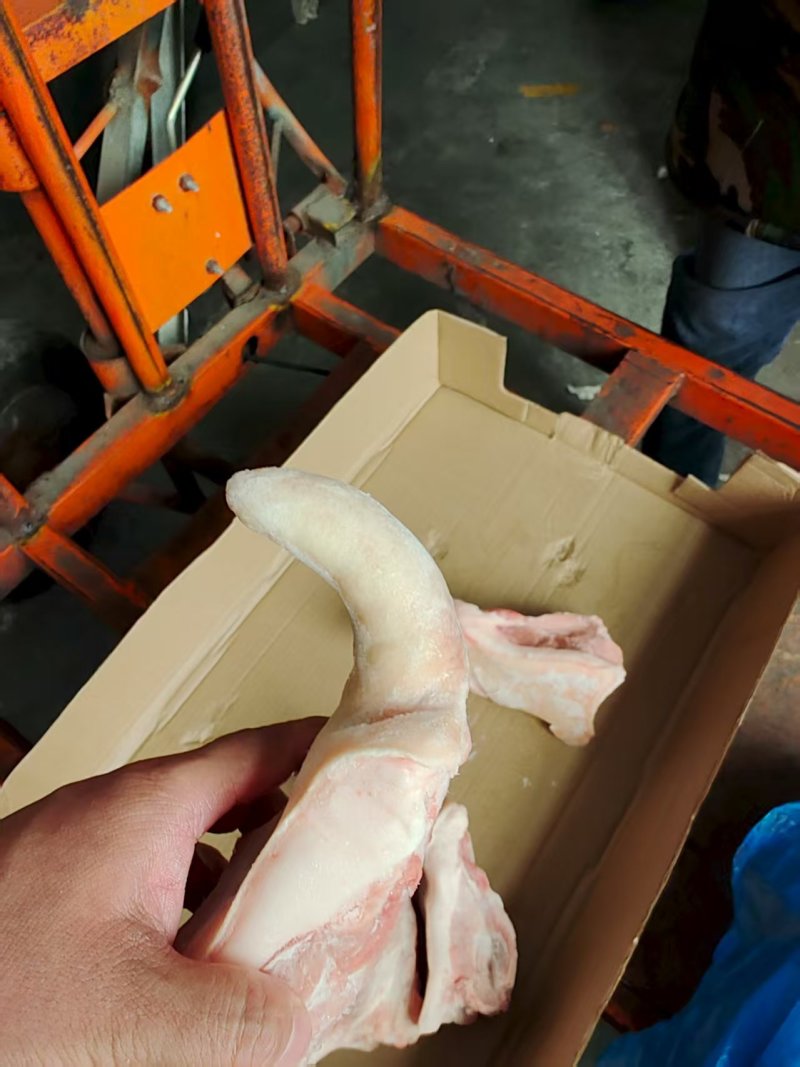 临沂现货带跟猪尾带尾根肉尾巴出成20%左右