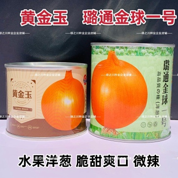 中熟黄皮洋葱种子脆甜微辣璐通金球一号水果洋葱种子黄金玉